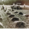 War Time Harvesting for Dancer & Hearne